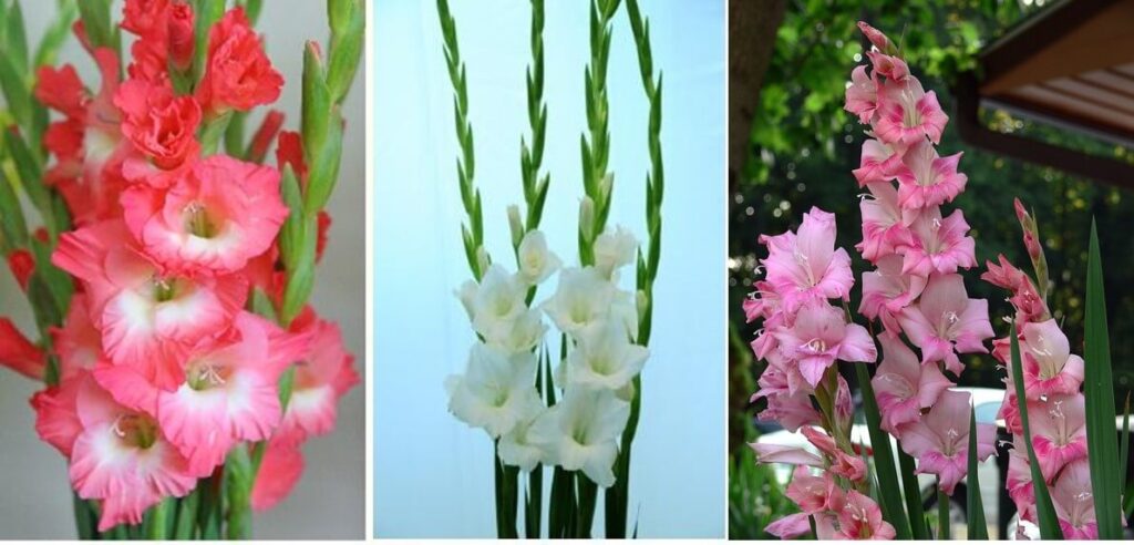 여러가지 색상의 글라디올러스 꽃