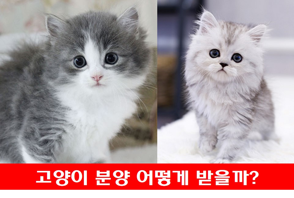 고양이 사진